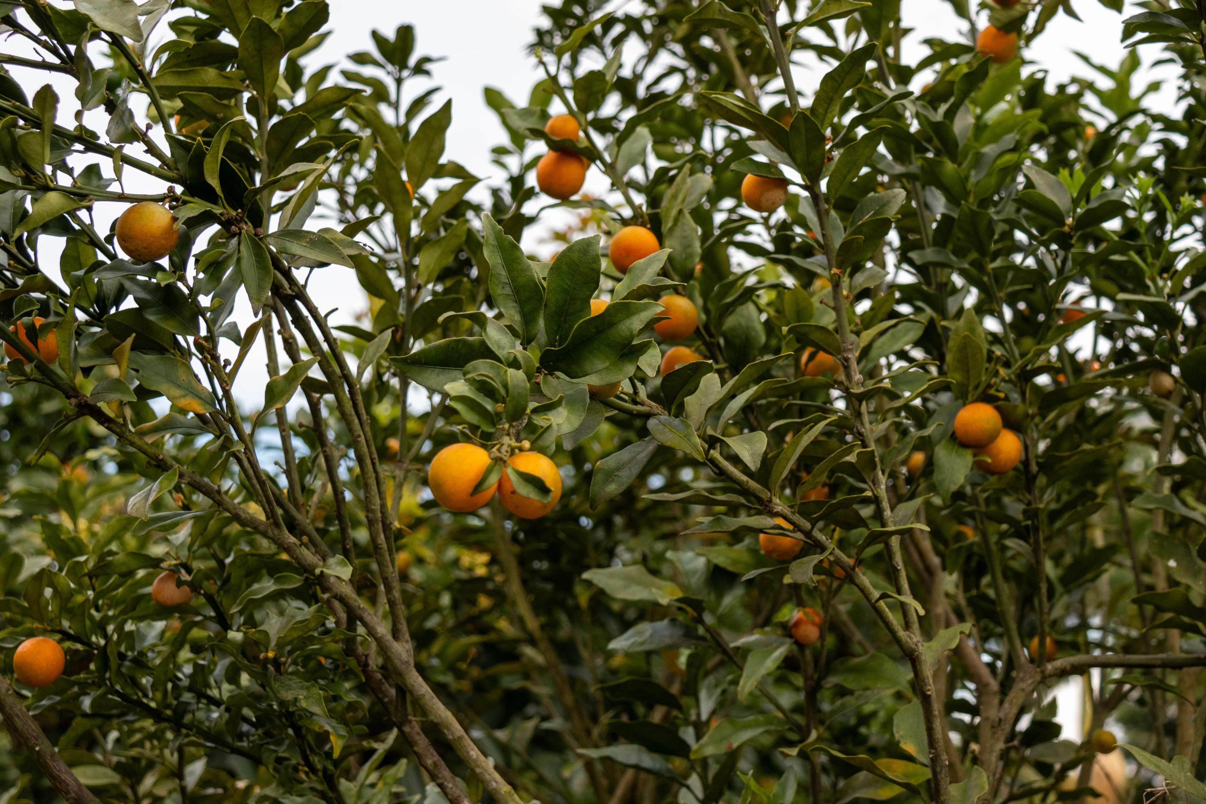 Devoción  CITRUS - 5LB