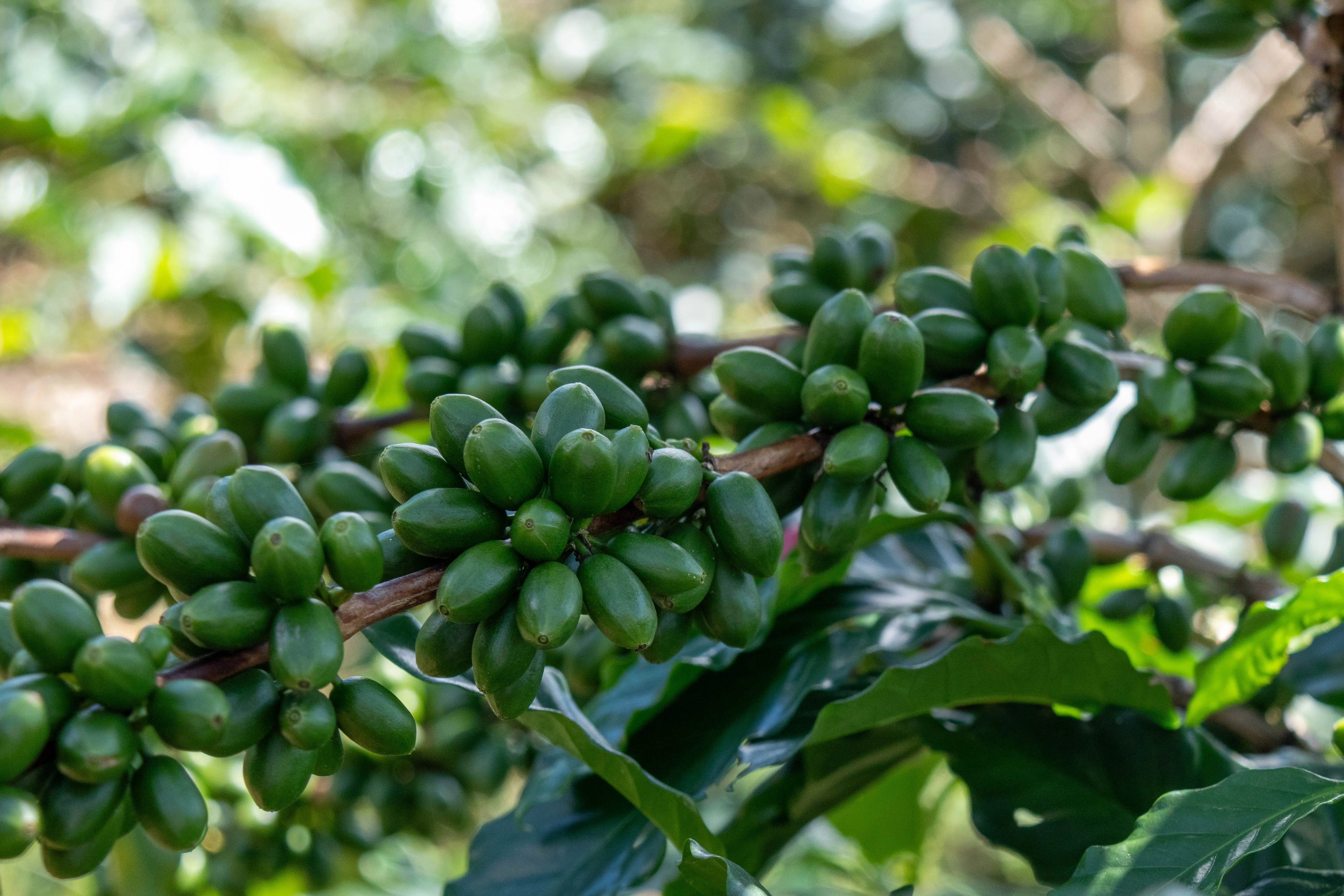 LA DIVINA - WOMEN IN COFFEE