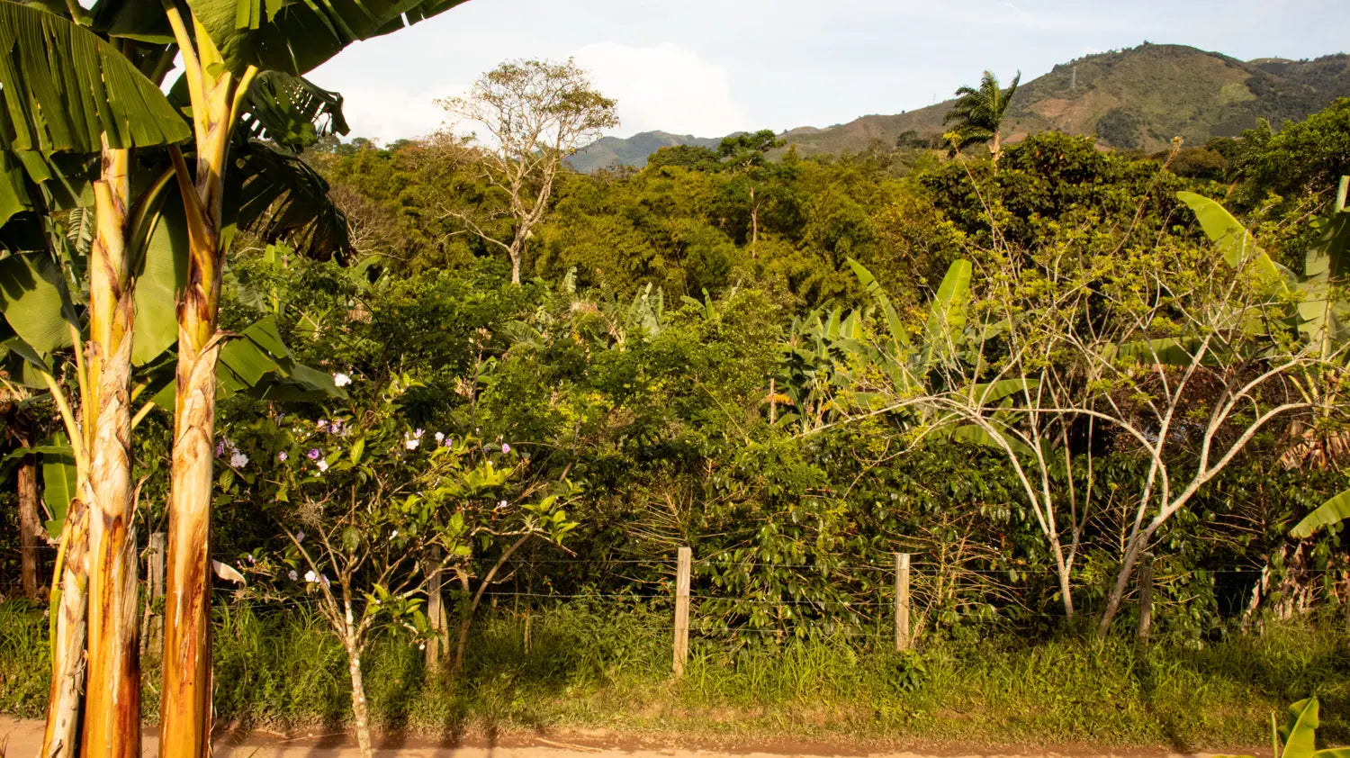 Devoción  LA LIBIA - WOMEN IN COFFEE - 5LB