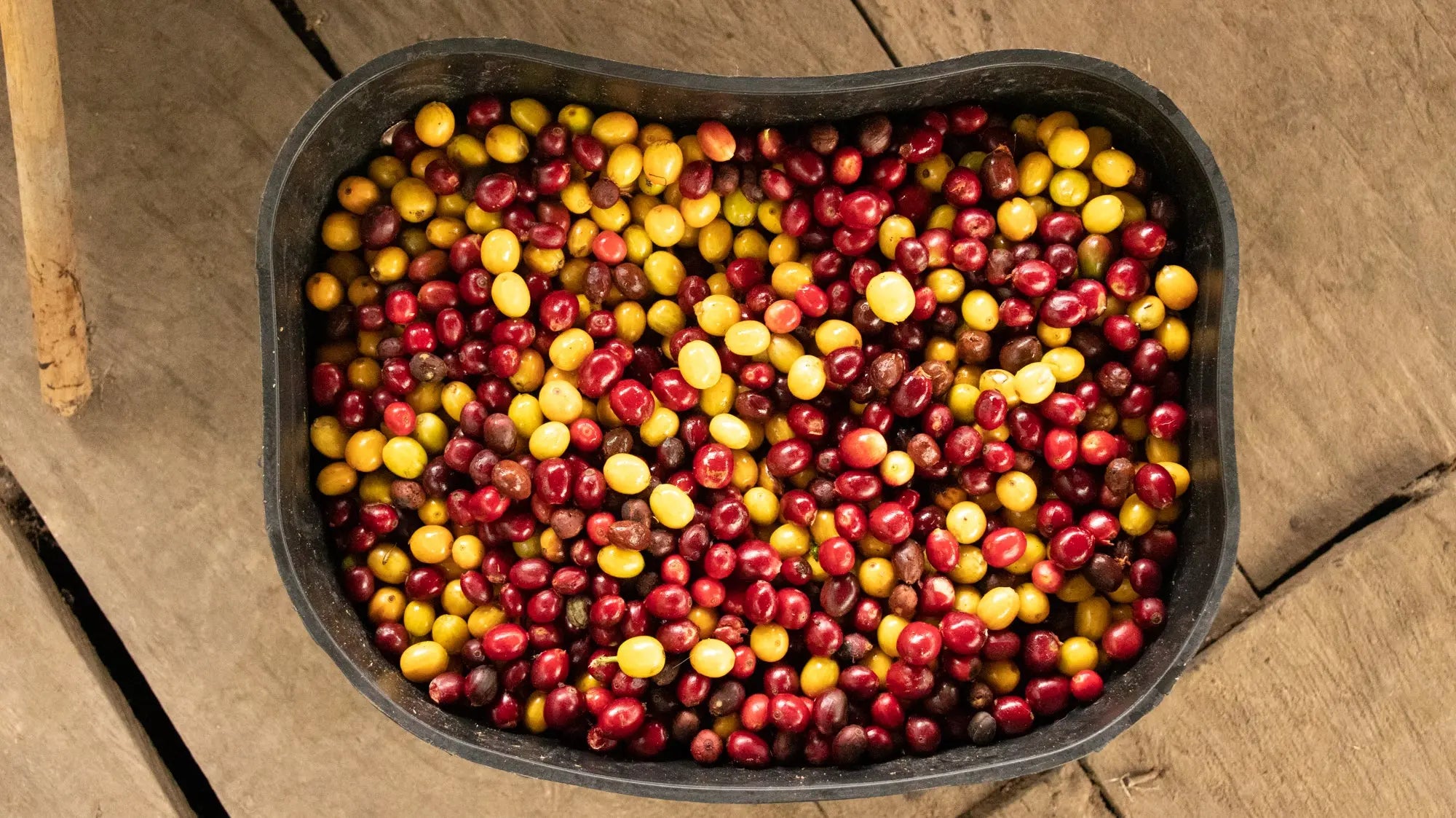NASA WE'SX - INDIGENOUS COFFEE Devoción