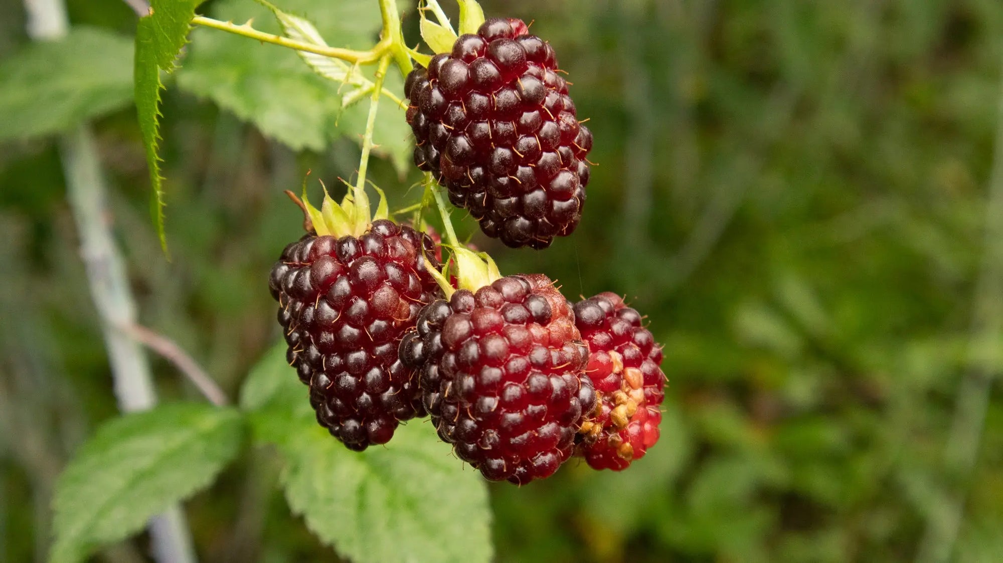 RED BARREL Devoción