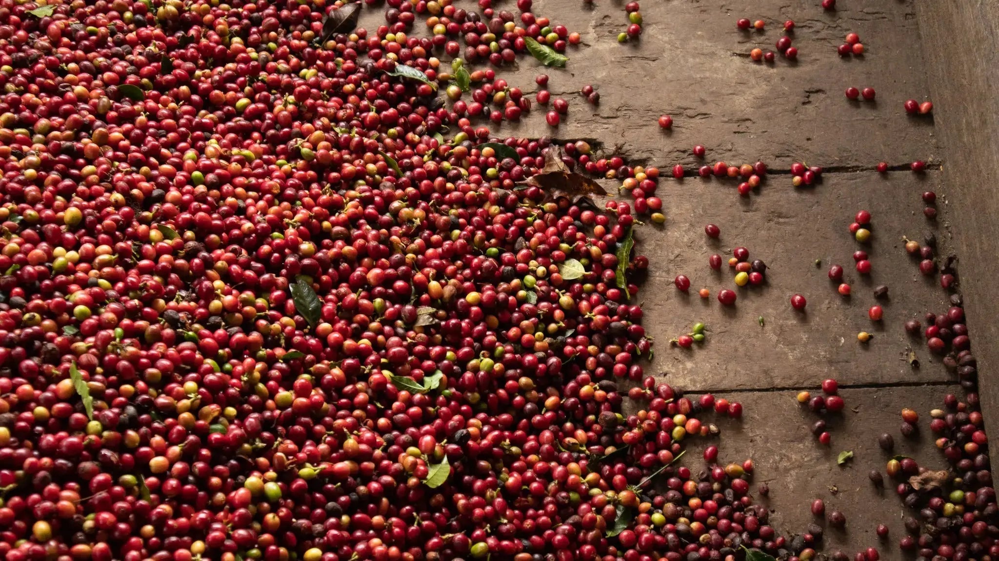 Devoción  RED BARREL