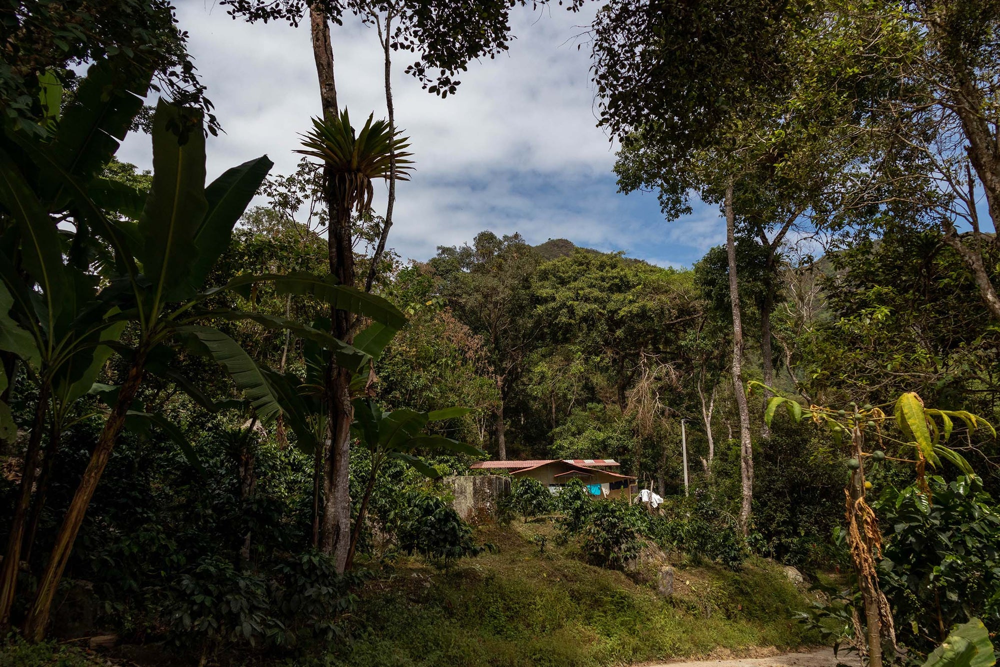 VILLANUEVA - WOMEN IN COFFEE Devoción