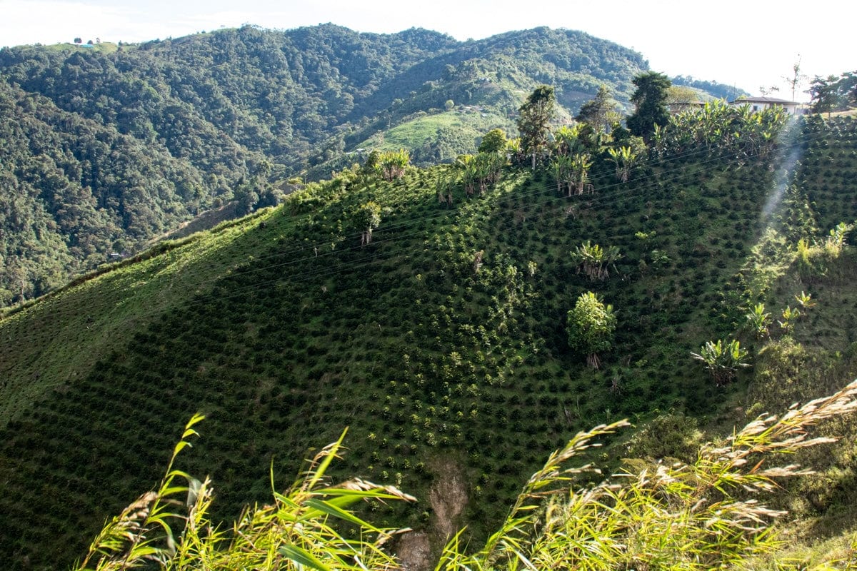 TERRA VERDE ORGANIC | Devoción