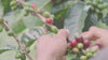 Devocion's coffee bean harvesting and roasting process