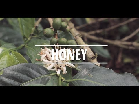 HONEY - 5LB