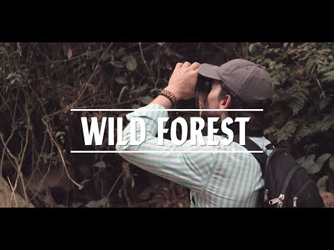WILD FOREST